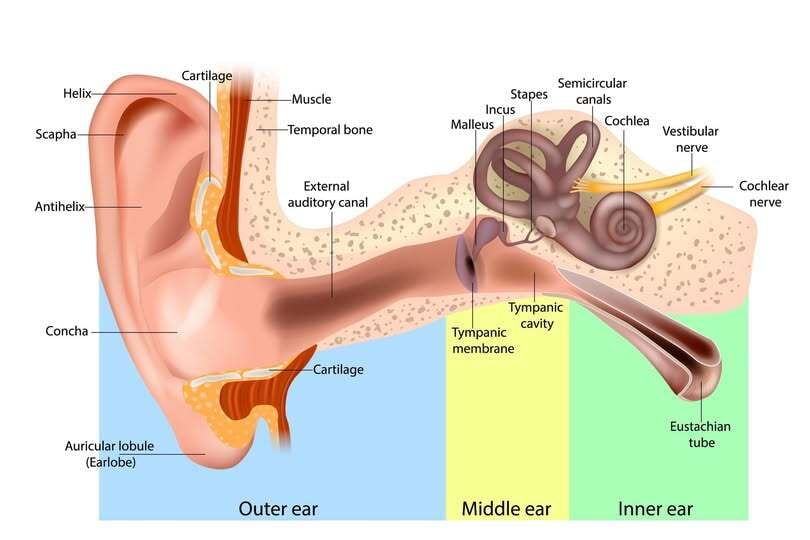 The Anatomy of the Hearing System